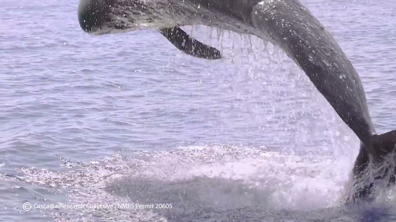 Short-finned pilot whale breaching!