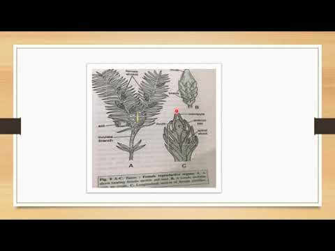 REPRODUCTION IN TAXUS By-Dr.Savita Gupta