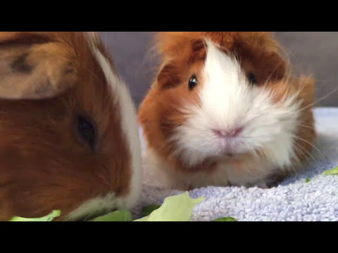 download lagu mp3 mp4 Guinea Pig Lettuce, download lagu Guinea Pig Lettuce gratis, unduh video klip Guinea Pig Lettuce