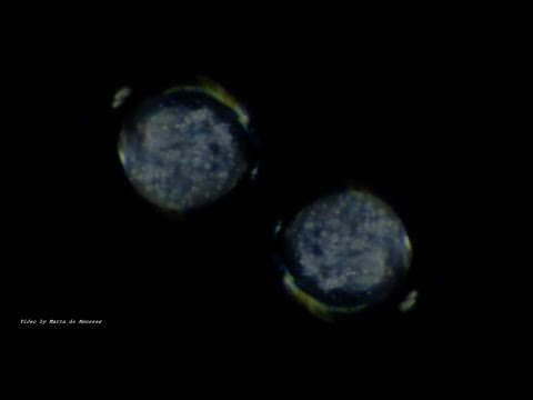 Marta de Menezes | Reason is a Flower - Thoughts on Art and Science