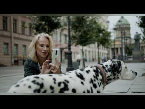 History of Dalmatian breed profile