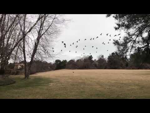 25 POUND Border Collie CHASES GEESE!