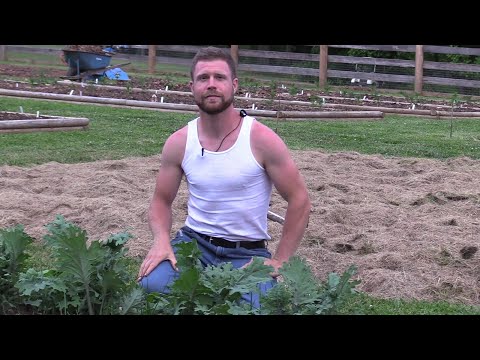 Growing Kale- The Ultimate Super Food