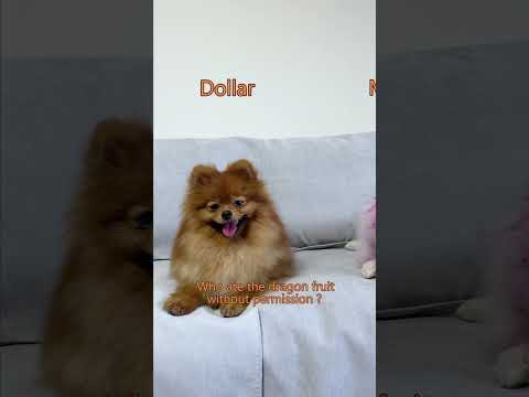 Quem roubou a fruta do dragão?#nico #funny #dog #cute #doglover