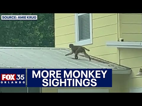 More monkey sightings reported in Central Florida neighborhood