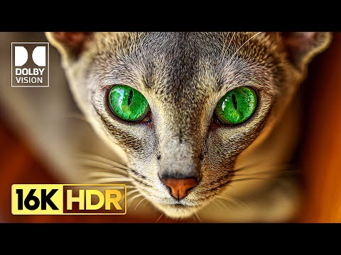 Most Beautiful 16K HDR 120 FPS Video - Dolby Vision