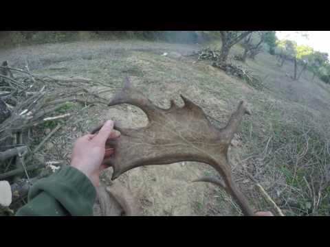 raccolta palchi in toscana