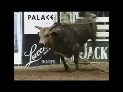 Blueberry Wine bucks Beni Paulson - 02 PBR Ft. Worth