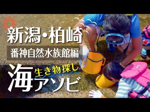 【新潟・柏崎 海アソビ】番神自然水族館編（Full ver.）