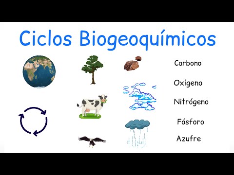 ♻️  Ciclos Biogeoquímicos - @BiologíayEcología