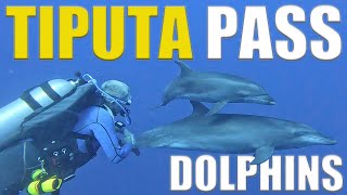 The Dolphins Of Rangiroa At Tiputa Pass 🇵🇫