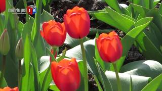 В Вербное Воскресение Мариуполь украсили тысячи алых тюльпанов