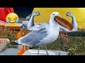 Savage Seagulls Attacking People PETASTIC