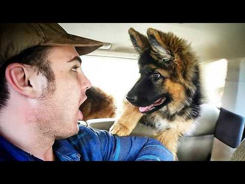 Quand les chiots sont les meilleurs amis du monde 🤪 drôle de chien et d'humain
