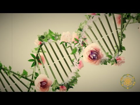 Wildcard: Project Veilroot