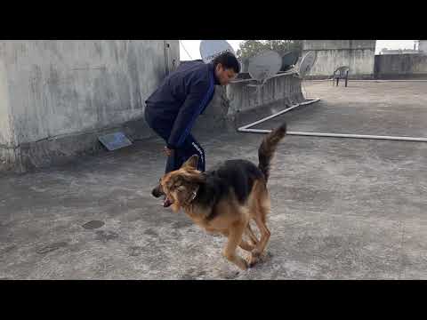 Morning Excercise with German Shephered