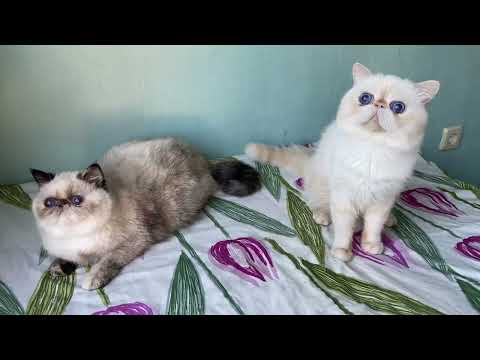 @gerdiacats #exoticshorhair #colorpoint