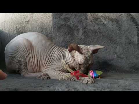 Sphynx  Sphinx  cat kittens (can deliver) - Image 2