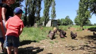 preview picture of video 'Visite en famille à la ferme'