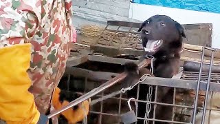 A black dog was being dragged to a dog meat shop for slaughter, the man rescued it by paying 810 RMB