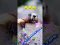 Kuddus Kuddus Re Vairail Tiktok Video