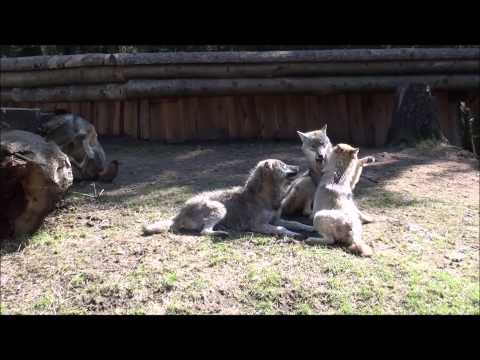 Wölfe im Wildpark Eekholt Schleswig Holstein