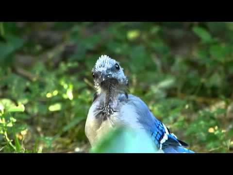 New Species: Bald Jay