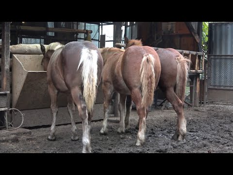 Manjii lui Csabi de la Floresti, Cluj  2020 Nou!!!