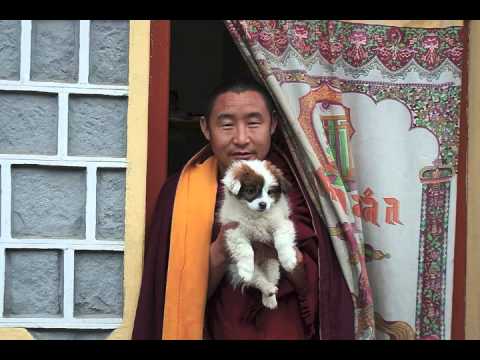 Lama Gyurme & Jean-Philippe Rykiel - Calling the Lama from Afar