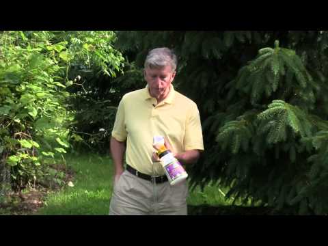 Controlling Lawn Grubs with Nematodes