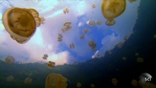Synthetic Jellyfish and the Definition of Life | Futurescape