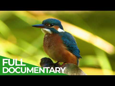 Wild Iberia – Europe’s Wild Heart | Free Documentary Nature