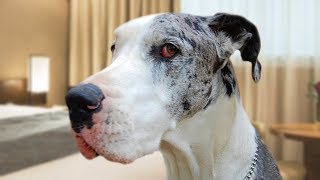 Funny Great Dane Compilation NEW