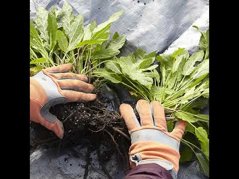 Dividing Plants in Fall