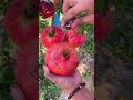 Beautiful Full Pomegranate Fruit Farming Fruit Satisfying Farmlife Agriculture Short