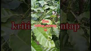 Download lagu klon kriting ..mantap..28 September 2025 mp3