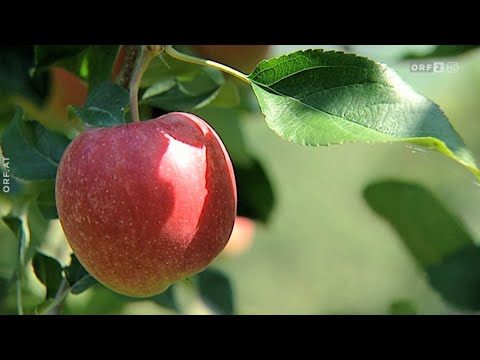 Der Biss der Erkenntnis  - Geschichten vom Apfel