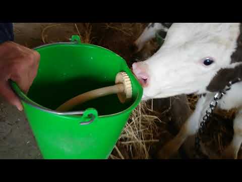 Biberon al vitellino