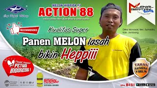 Download lagu BISI Sahabat Petani: Panen #Melon 'Lasah' Bikin Heppiii - Tahan Virus, Buah Besar, dan Tahan Simpan mp3