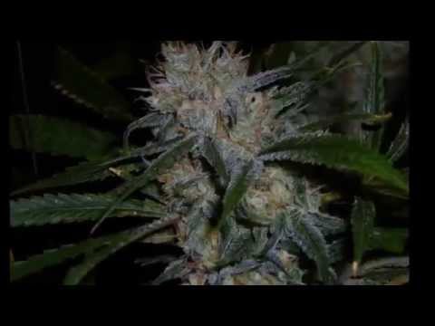 Delerium(Ft.Isabel Baryakdarian) - Angelicus