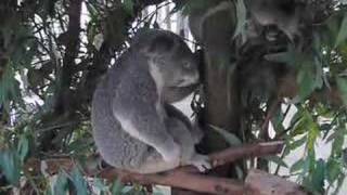 Рок-коала