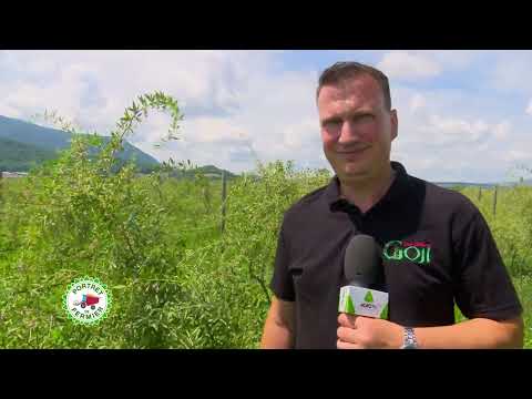 PORTRET DE FERMIER - fermier Adrian Nicolae 23 07 2023