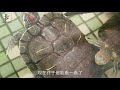 【養龜vlog】簡單介紹一下陽台龜池！巴西龜太開心了！