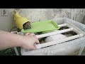 【養龜vlog】簡單介紹一下陽台龜池！巴西龜太開心了！