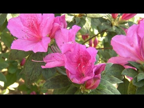 Plants for a shaded garden/ at home
