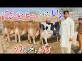 Rana Dairy Farm Jersey Cows For Sale In Punjab Pakistan Top Class Cows