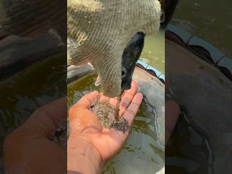 Tilapia fish with a baby in its mouth #reelsfypシ #fishing #tilapia