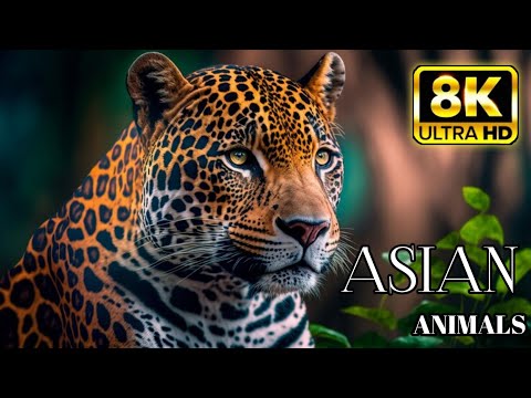 Asian animals Wildlife's In 8K (UltraHD)- Animals Video