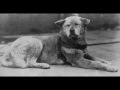 Клип Хатико | Hachiko Clip 