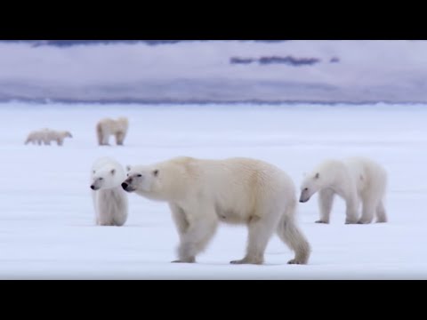 Film Crew Surrounded by 13 Wild Polar Bears | BBC Earth